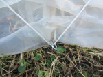 Screw eye inserted into arch secures row cover cord.