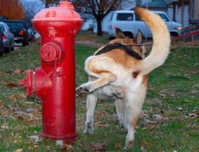 dogmarking