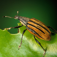 The adult citrus root weevils feed citrus leaves, but the larvae do the most damage. US Dept. of Agriculture photo by Keith Weller.