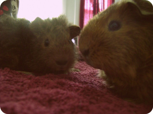 Pammy with baby Twiglet.