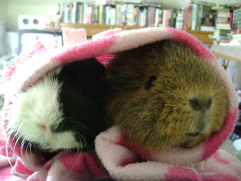 Snuggling with Thaddeus, the Romeo to her Juliet, including balcony scenes.