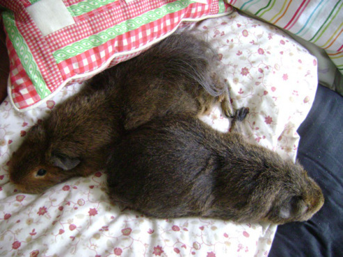 Pillow-napping, with her squirrely buttskirt on full display.