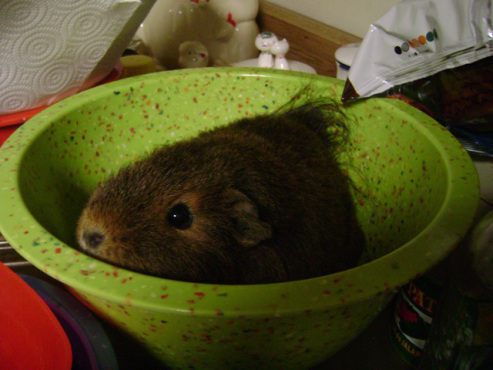 Like I said previously, she wasn���t eaten and she never will be. She did have free reign to investigate the mixing bowls though.