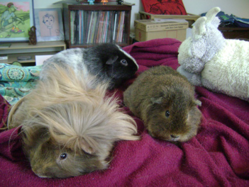 After Thaddeus passed at Christmas, she was stuck with Ozy and Danger Crumples to follow her lead. Thankfully, they all got along together quite nicely.