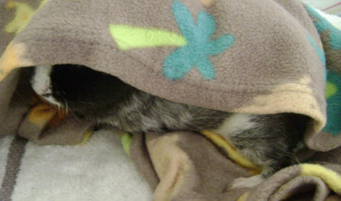 Ozymandias with the blanket that only he was ever allowed to use.