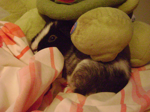 Here he is cuddled under Mark Sandman.