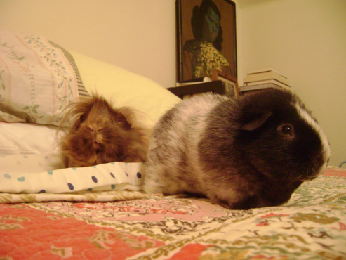 Solving a mystery in a new room with Danger Crumples.