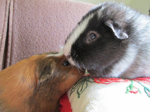 Charming the ladies, as always, with Miss Peregrine, his last little girlfriend.