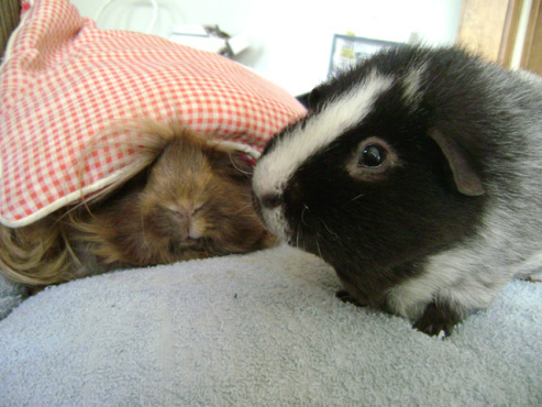 Danger and Ozy, still trying to get somewhere other than the couch.