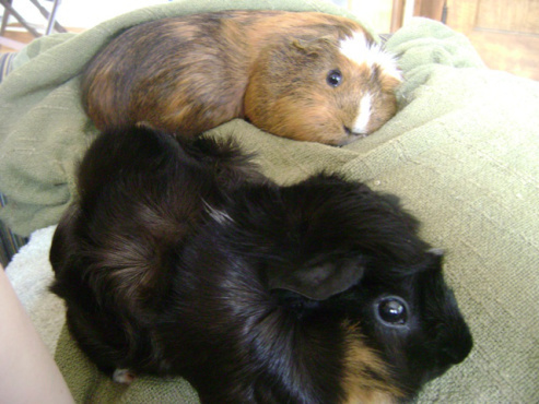 Her antics occasionally tired Pere out.