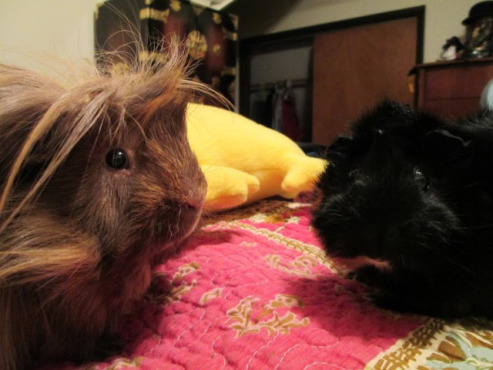 Danger Crumples and Merricat are tired of being photographed.