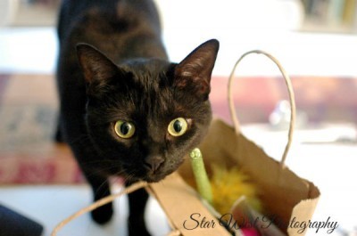 cat-photography