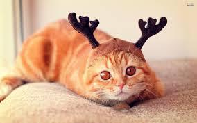  photo index_zps3a7120d5.jpg