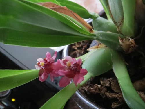 MiniOrchid