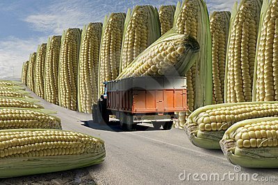 transgenico cami��n