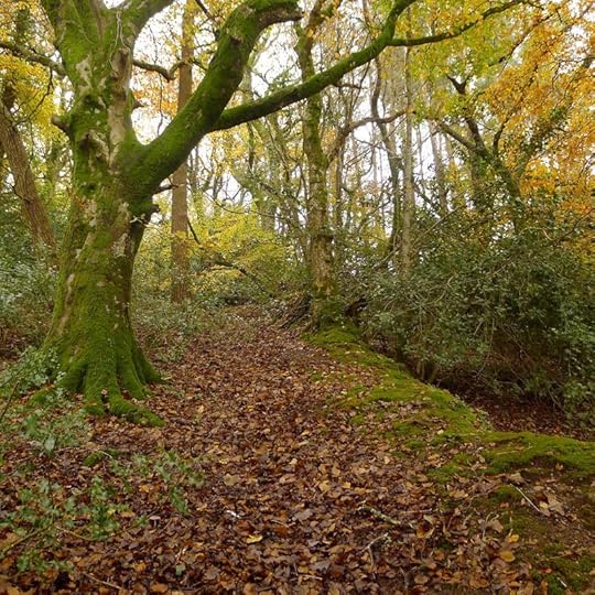 Devon woods