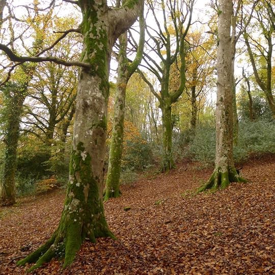 Devon woods