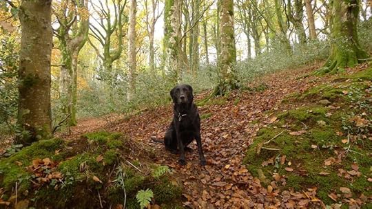 Devon woods