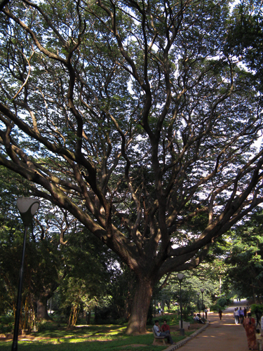Lal Bagh Tree