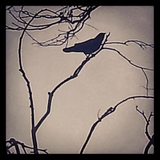 crow in tree