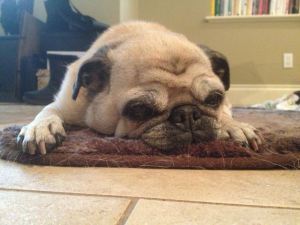 Jelly resting. She does a lot of that.