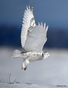 white owl