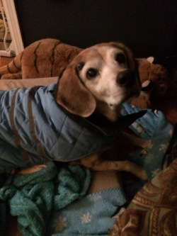 The old lady. Dog #1.