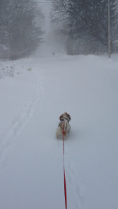No, not some back country trail in the early evening hours. This was my mother's street at 10:00 a.m. 