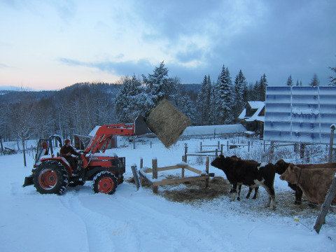 Feeding out before the storm. I like how the cows are watching the bale in anticipation. 