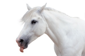 Arabian stallion on a white background