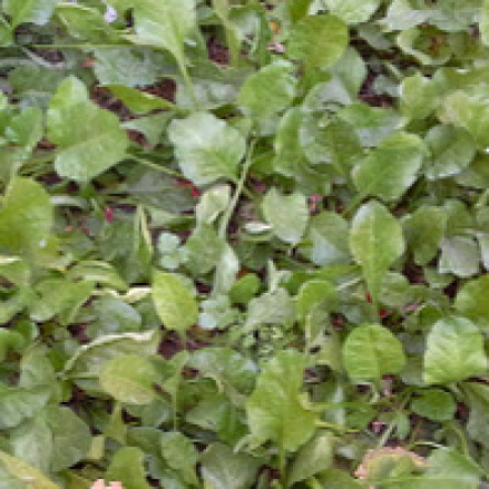 palak