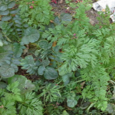 carrot
