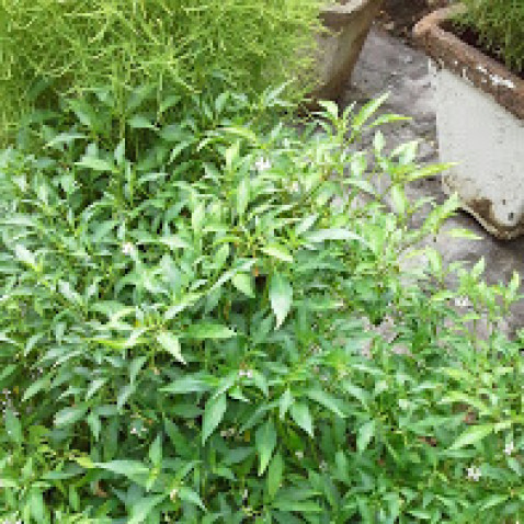 mirchi