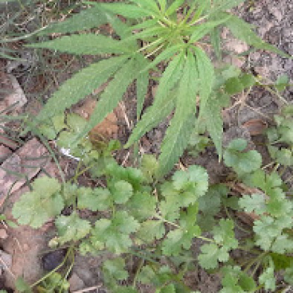 marijuana