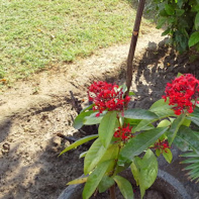 red fl