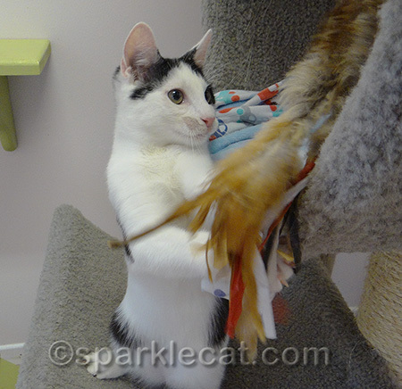 This one was wild and playful