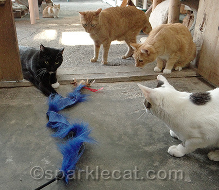 Gang play
