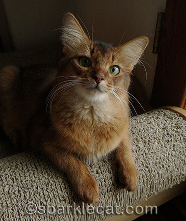 Don't worry, I haven't forgotten the humans!