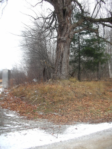 Tree near the tracks0001