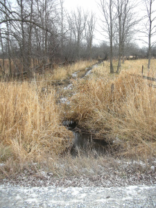 Creek behind the house0001