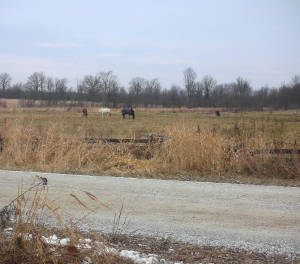 Field back the side road0001