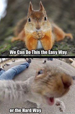 funny-squirrel-photos-We-Can-Do-This-the-Easy-Way-or-the-Hard-Way