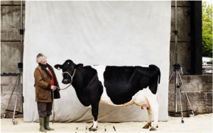 Quality milk requires quality ingredients