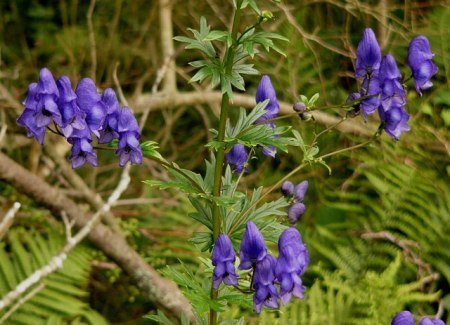 Monks hood geograph.org .uk 542573 450x325 Banes of My Existence