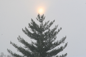 xmas tree star