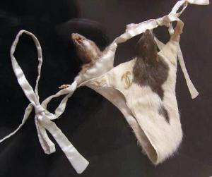 Rats