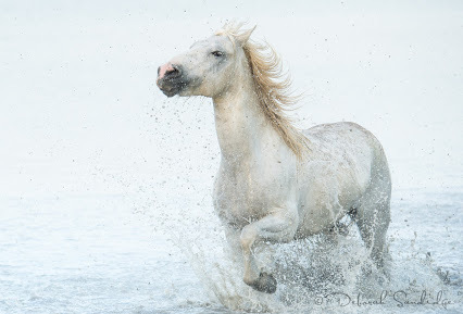 camargue horse splash2