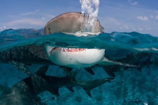 Shark