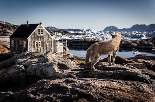 Sled dog