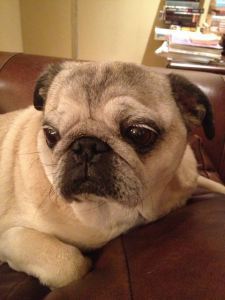 Bubba - no symptoms. But he has his own issues.